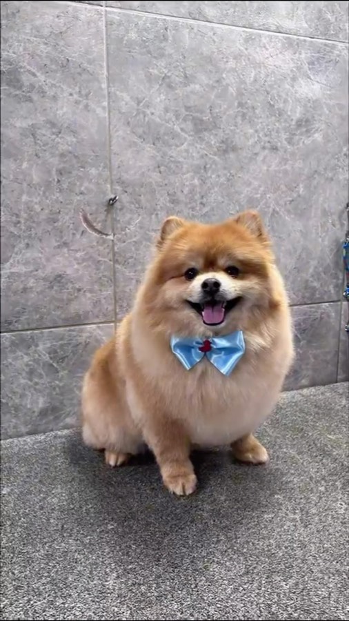 Cachorro tosado com gravata borboleta