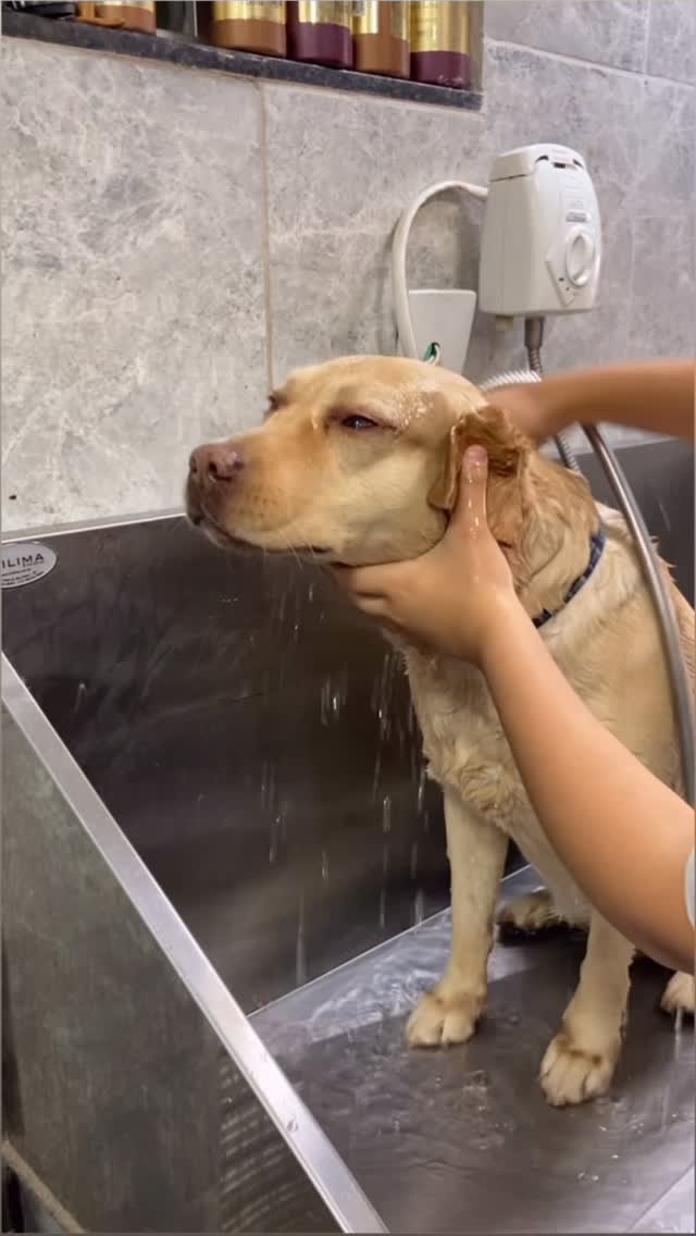 Golden retriever tomando banho na banheira de inox